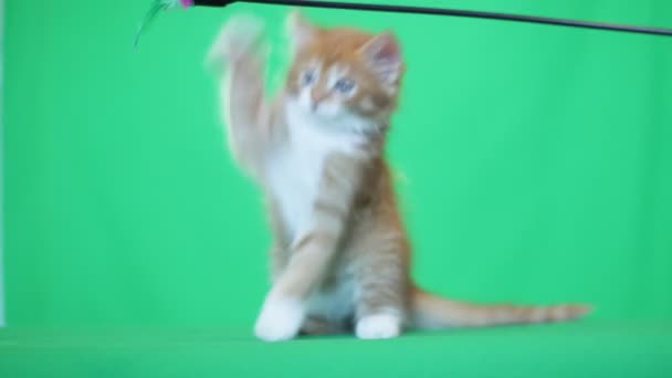 Смешной котенок, играющий на зеленом экране — стоковое видео