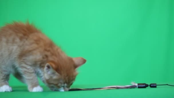 Zabawny kotek zielony ekran — Wideo stockowe