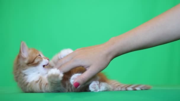 Gatinho engraçado joga com a mão de uma mulher na tela verde — Vídeo de Stock