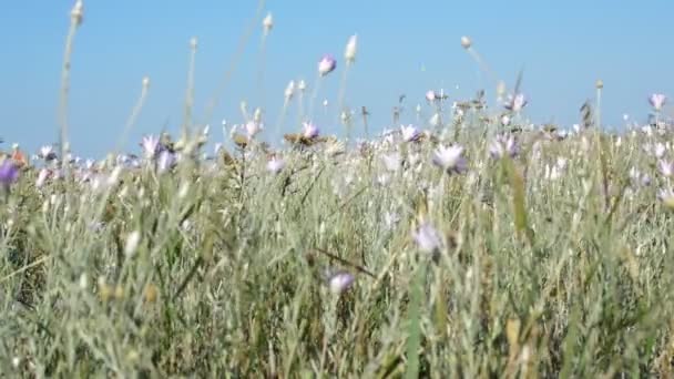 Wilde bloemen en blauwe hemel — Stockvideo