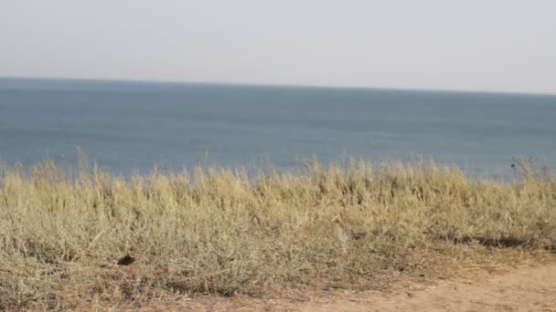 Little girl walking with a dog near the sea — Stock Video