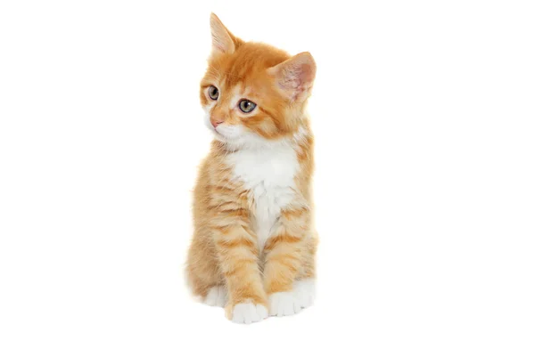 Kitten looking — Stock Photo, Image