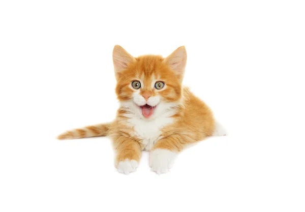 Komik yavru kedi gösteren dil — Stok fotoğraf