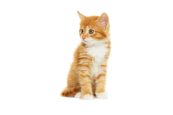 Котенок смотрит — стоковое фото