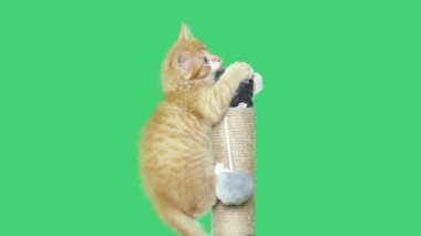 yeşil bir ekran üzerinde bir oyuncakla oynamak eğlenceli yavru kedi