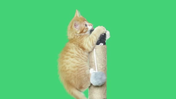 Грайливий кошеня грає з іграшкою на зеленому екрані — стокове відео