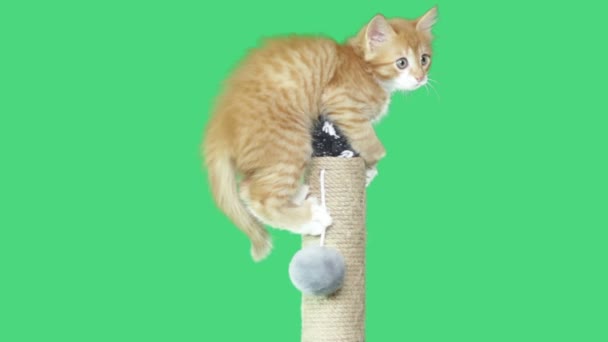 Yeşil bir ekran üzerinde oynak yavru kedi — Stok video