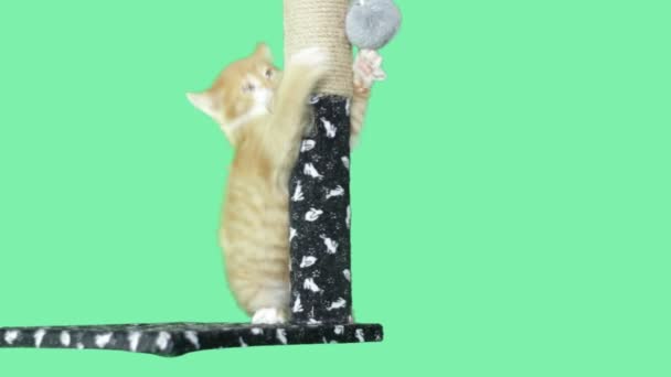 Chaton jouer avec un jouet sur un fond vert — Video