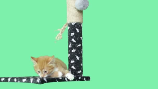 Chaton jouer avec un jouet sur un écran vert — Video