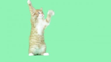 kitty pençeleri üzerinde yeşil bir ekran sallıyor
