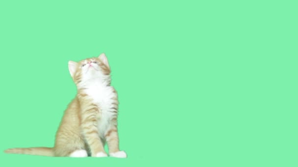 Carino gatto alza lo sguardo su uno schermo verde — Video Stock