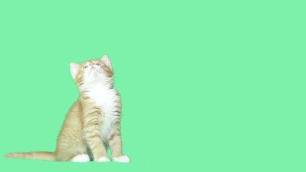 Niedliche Katze schaut auf einem grünen Bildschirm auf