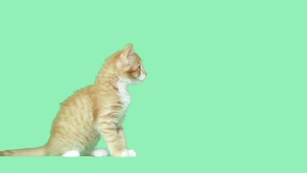 Симпатичная кошка, сидящая на зеленом экране — стоковое видео