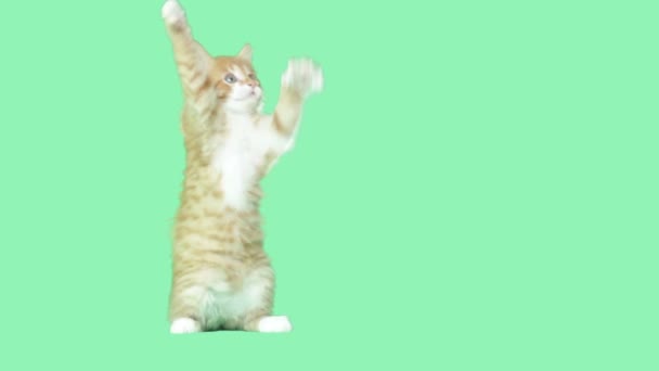 Kitty waving paws on a green screen — Stock Video