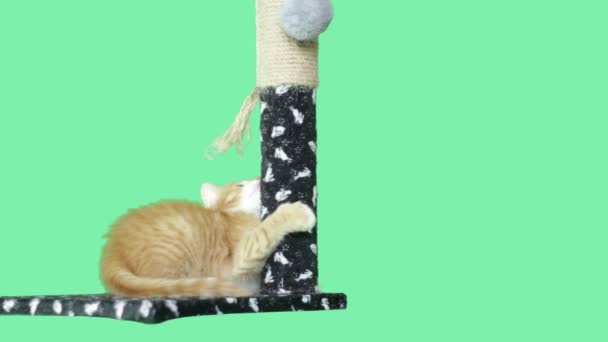 Γατάκι παίζει με ξύσιμο θέσεις σε μια πράσινη οθόνη — Αρχείο Βίντεο