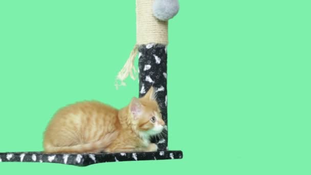 Divertido gatito miradas en un verde pantalla — Vídeo de stock