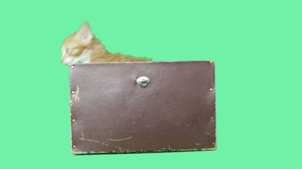 Red kitten jumps out of a suitcase on a green screen — Stock Video