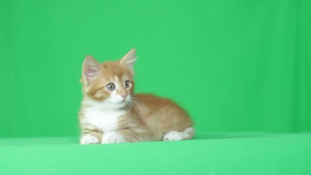 Jengibre gatito mirando a su alrededor en la pantalla verde — Vídeo de stock