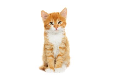 yavru kedi arıyorum