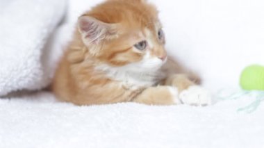 Kırmızı kedi yavrusu
