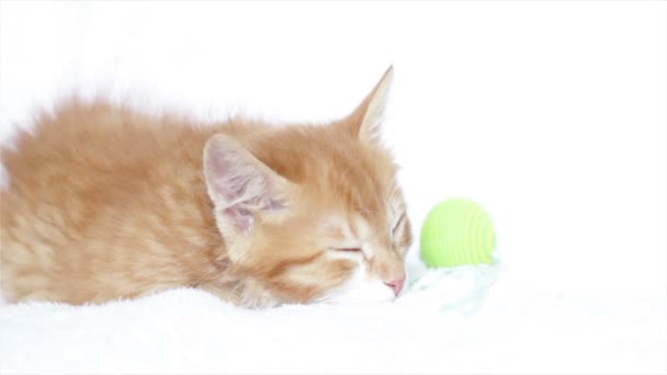 Söt ingefära kattunge sover — Stockvideo