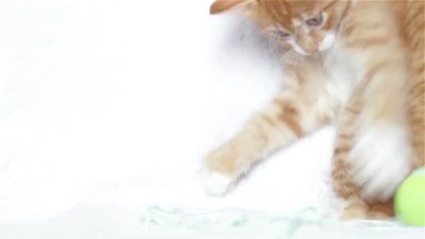 drôle gingembre chaton jouer avec un ballon 