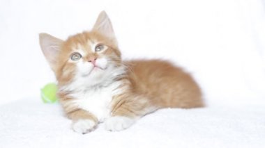 Komik kırmızı kedi meowing ve etrafa