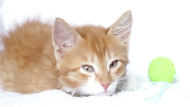 Gatito rojo durmiendo en una manta mullida blanca, primer plano — Vídeos de Stock