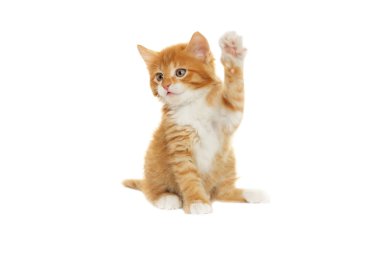 Zencefil Tabby yavru kedi pençe ile