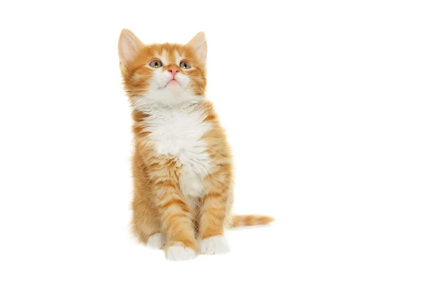 Zencefil tabby yavru kedi — Stok fotoğraf