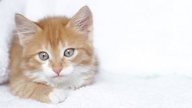 komik kırmızı kedi