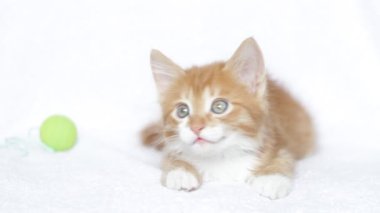 komik kırmızı kedi