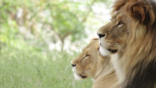 Lion et lionne gros plan — Video