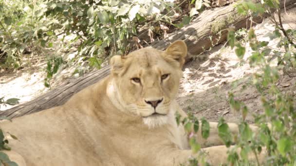 Fekvő oroszlán közelről — Stock videók