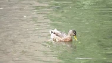 Su kuşları tüy Temizleme