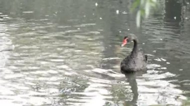 Su kuşları tüy Temizleme