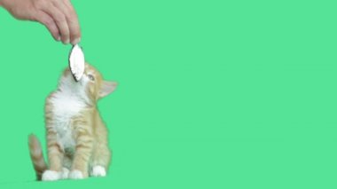 yeşil ekranda kedi ve balık