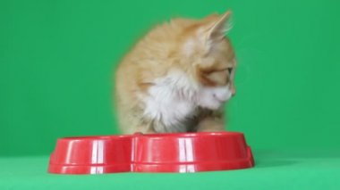 zencefil yavrusu yeşil ekranda bir kase yiyor