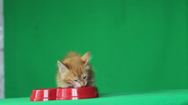 Кошка ест из миски на зеленом экране — стоковое видео