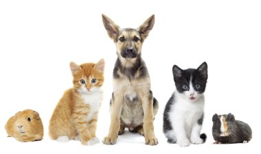 Köpek ve kedi ve eskiden şiling şimdi domuz