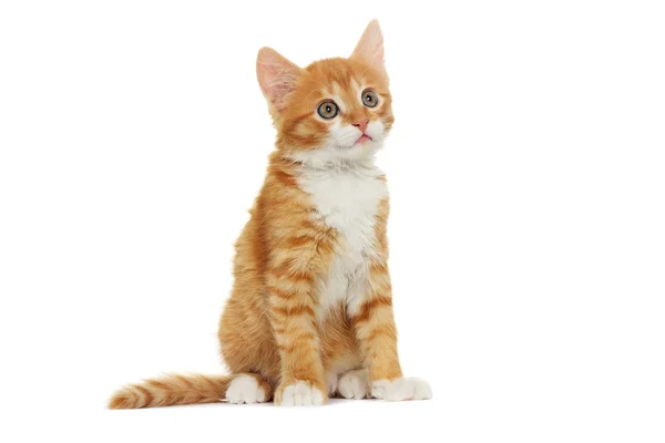 Kitten looking — Stock Photo, Image