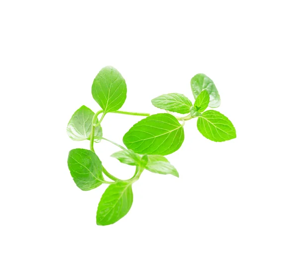 Daun mint — Stok Foto