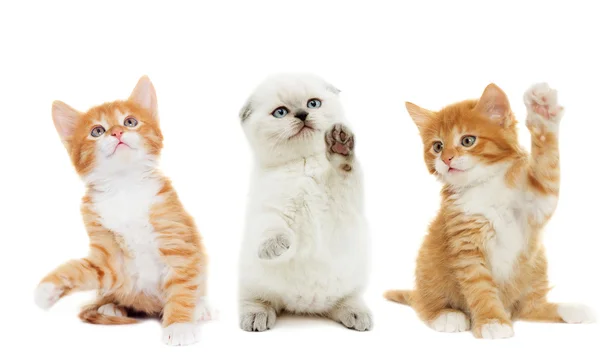 Смешной котенок машет лапой на белом фоне изолирован — стоковое фото