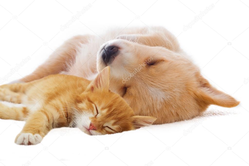 kitten and puppy