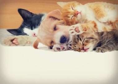 yavru kedi ve köpek yavrusu 