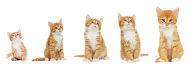 yavru kedi arıyorum 