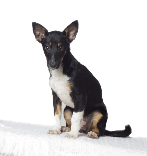 Hund auf weißem Hintergrund — Stockfoto