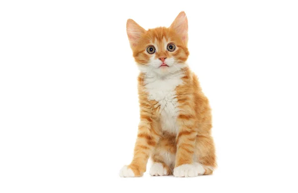 Ginger tabby kitten looking — Stock Photo, Image