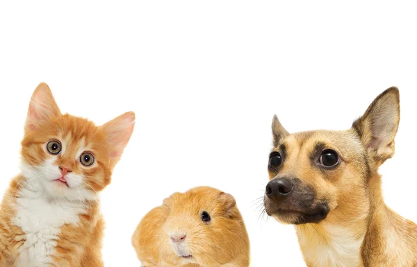 Gatito y cachorro y conejillo de indias — Foto de Stock