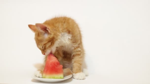 Gatito comiendo — Vídeo de stock